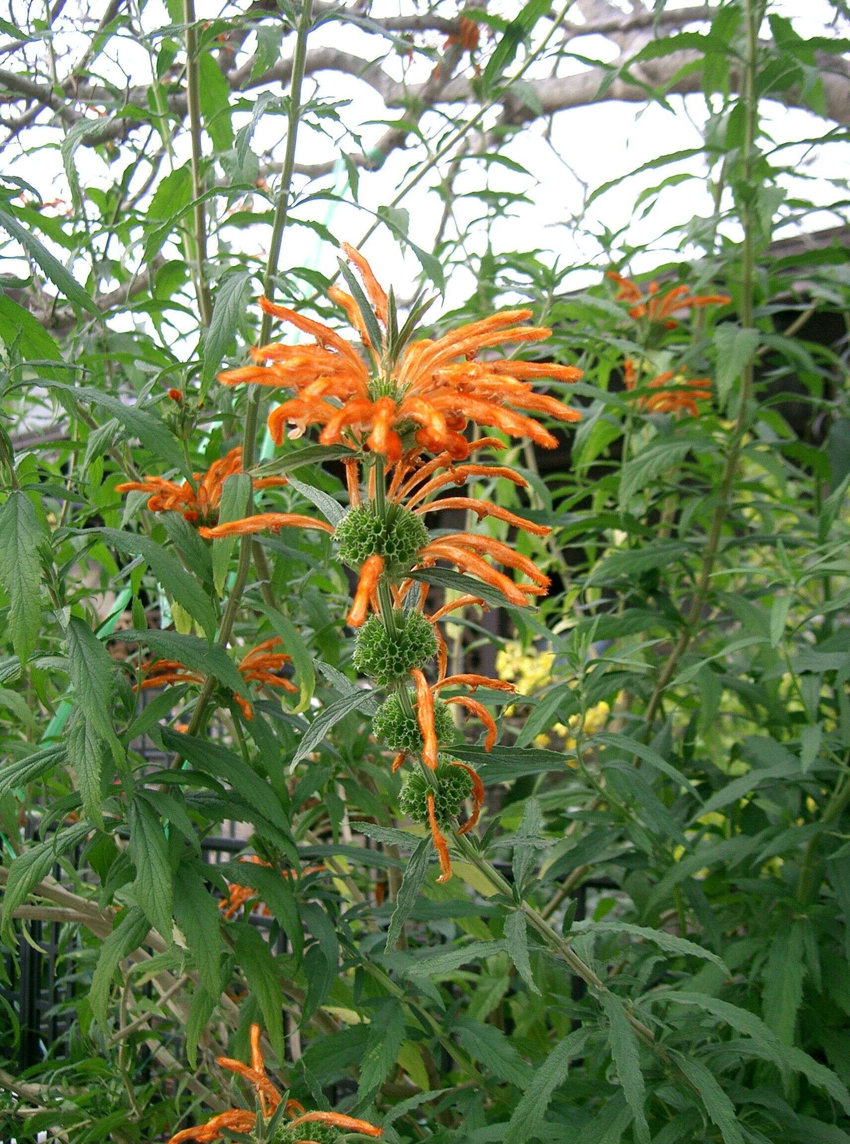 Image of lion's ear