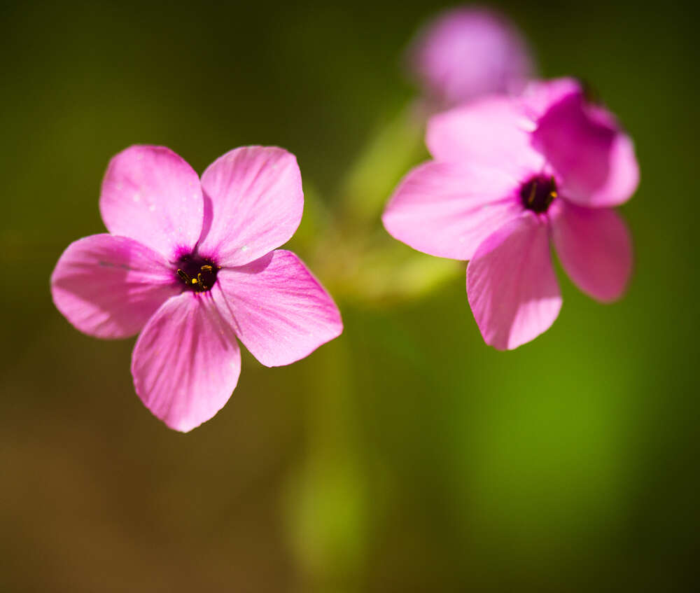 Image of creeping phlox