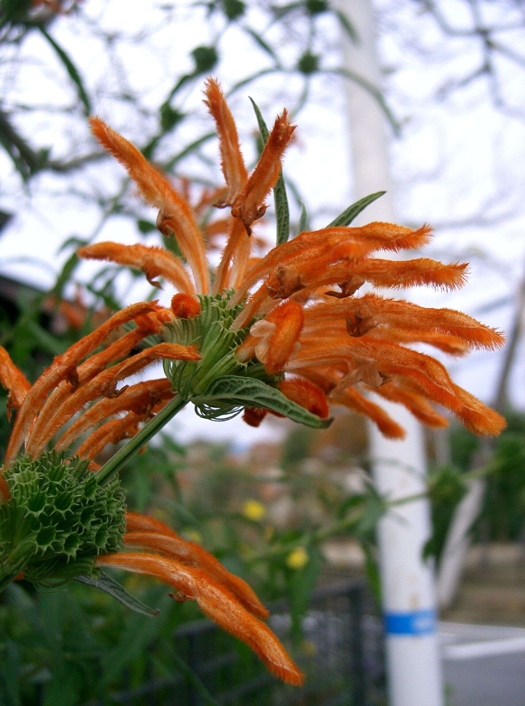 Image of lion's ear