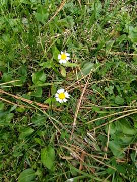 Image of Sabazia humilis Cass.