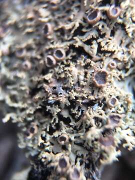 Image of fringed lichen