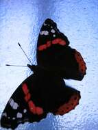 Image of Red Admiral