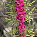 Image of Boronia molloyae J. R. Drumm.