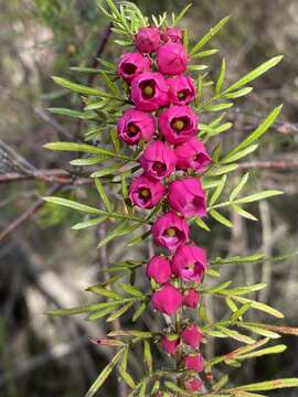 Image of Tall Boronia