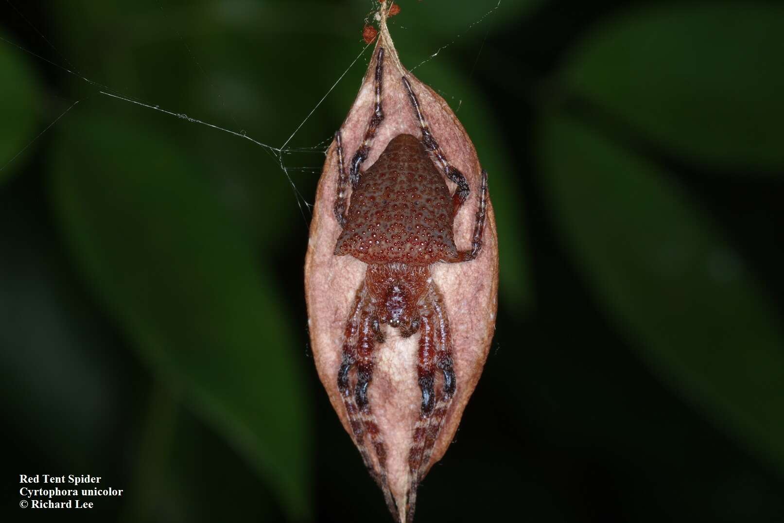 Imagem de Cyrtophora unicolor (Doleschall 1857)