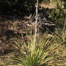 Image of Texas sotol