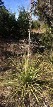 Image of Texas sotol