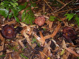 Image of Rafflesia pricei W. Meijer