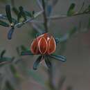 صورة Pultenaea retusa Sm.