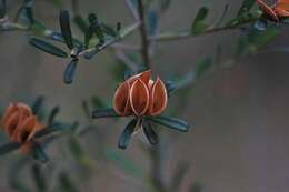 Image of Pultenaea retusa Sm.