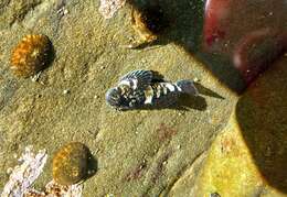 Image of Globe-headed Sculpin