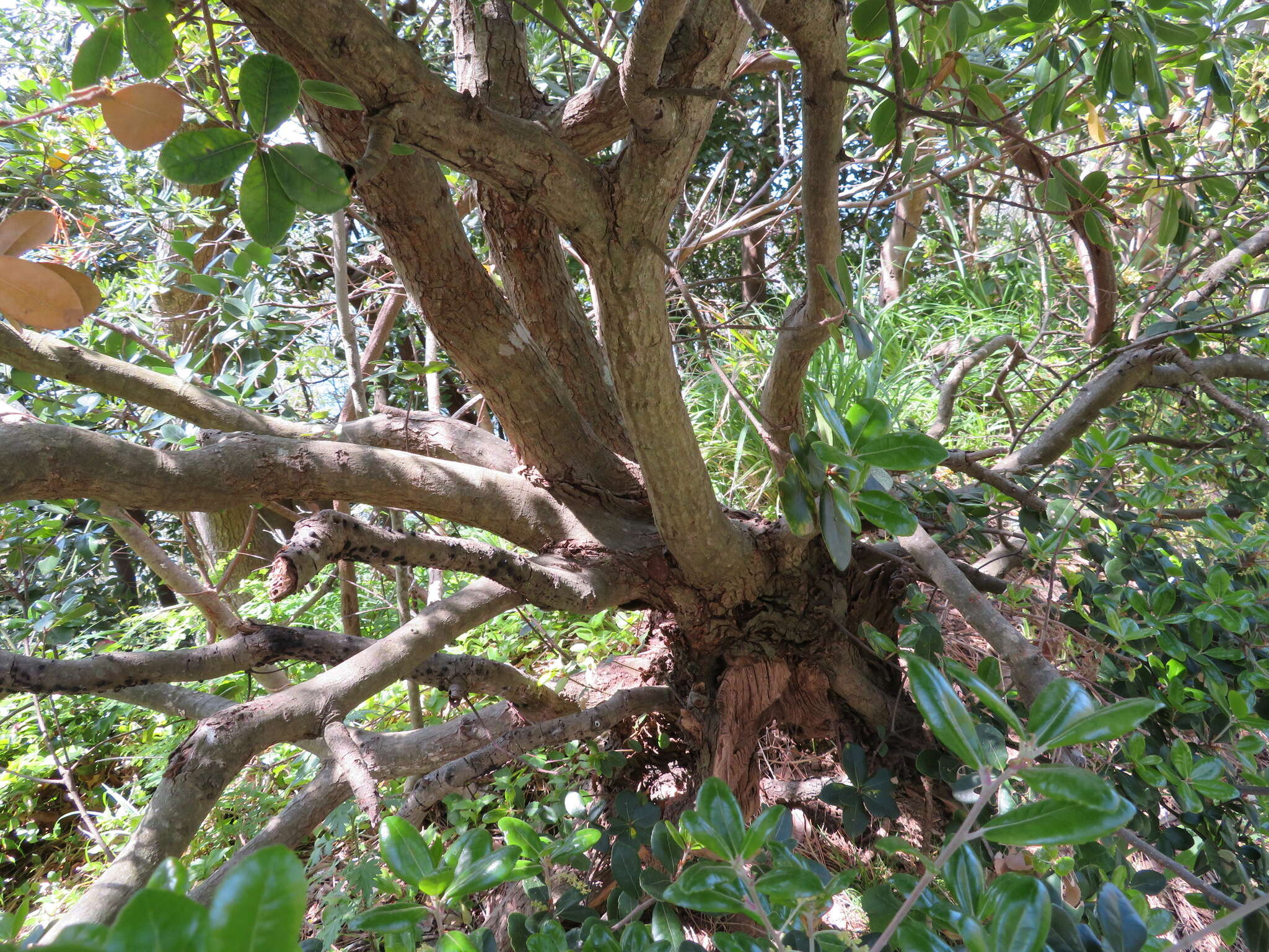 Imagem de Quercus phillyreoides A. Gray