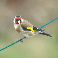 Image of European Goldfinch