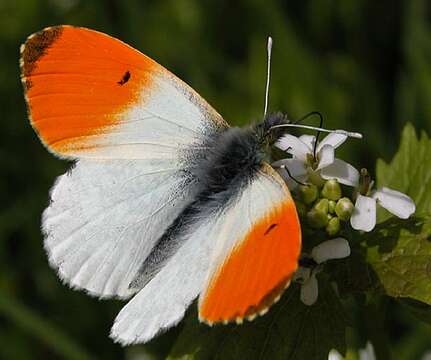 Image of orange tip