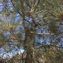 Image de Pinus torreyana subsp. torreyana