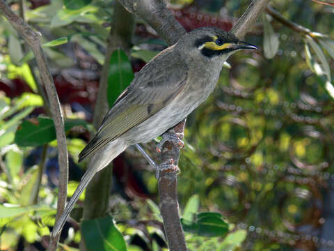 صورة Lichenostomus Cabanis 1851