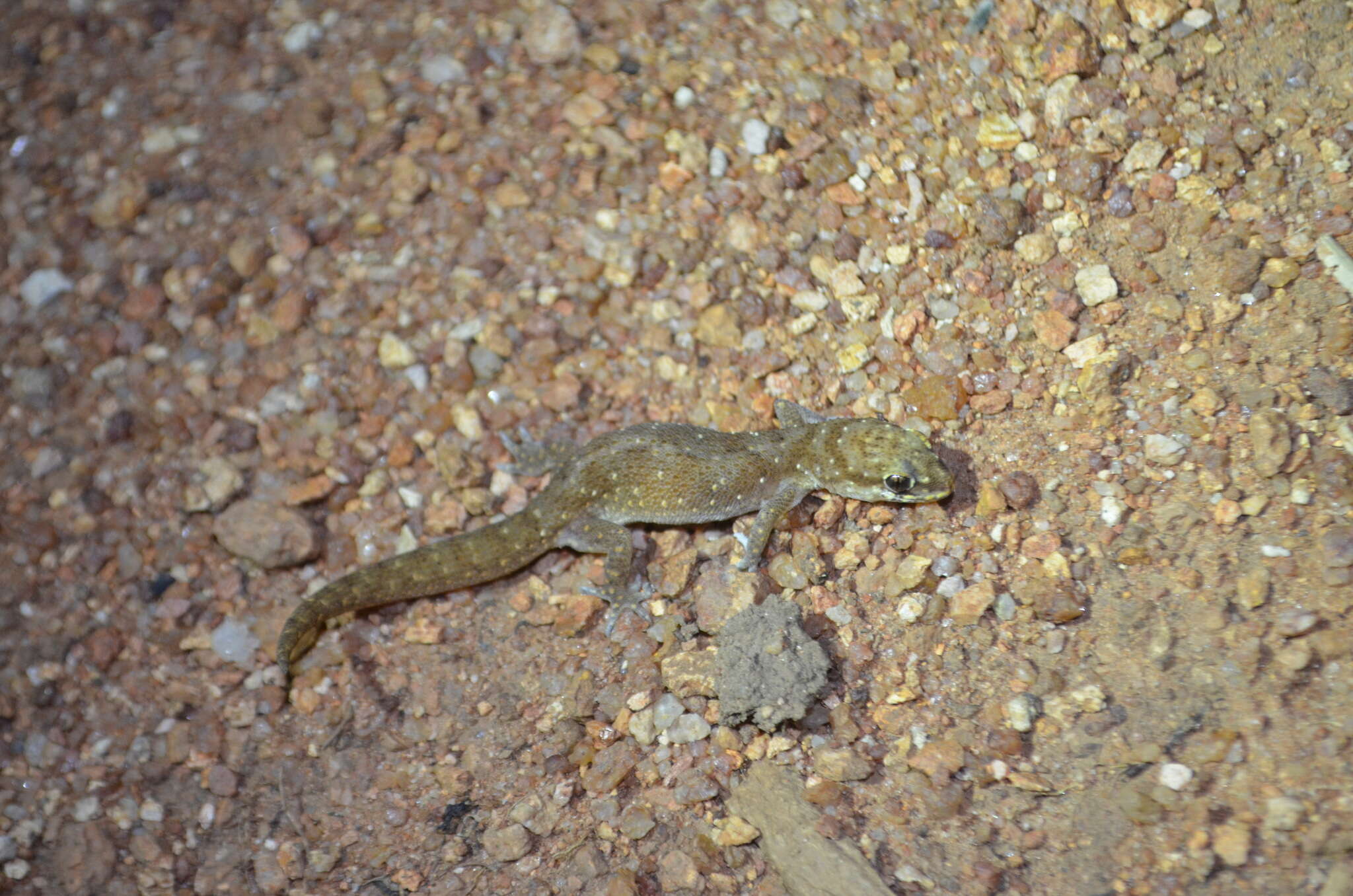 Image of Nyika Gecko