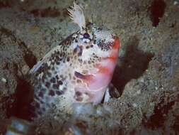 Image of Bay blenny