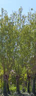 Image of White Willow