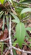 Image of eastern bluestar