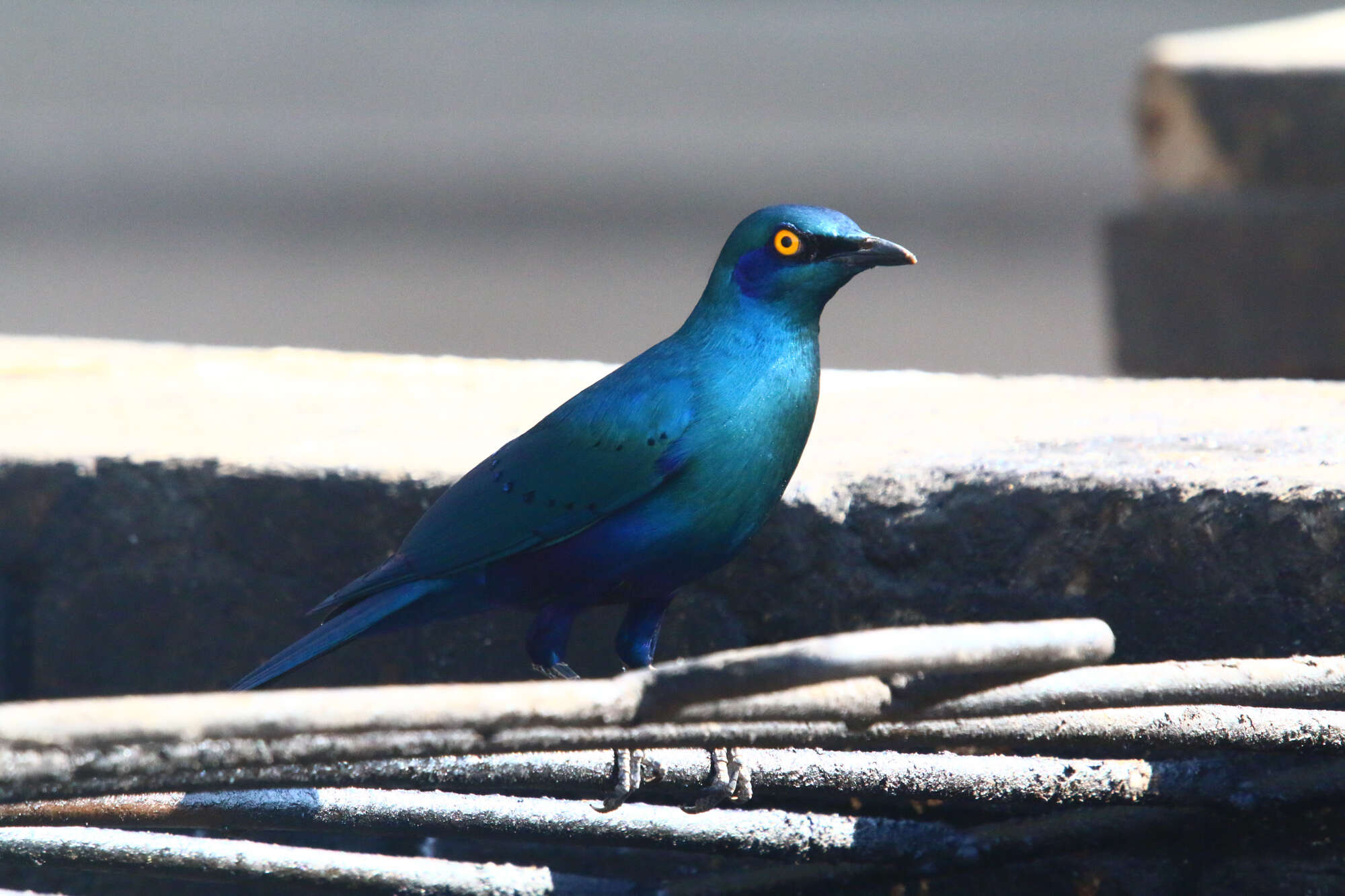 Imagem de Lamprotornis chalybaeus Hemprich & Ehrenberg 1828