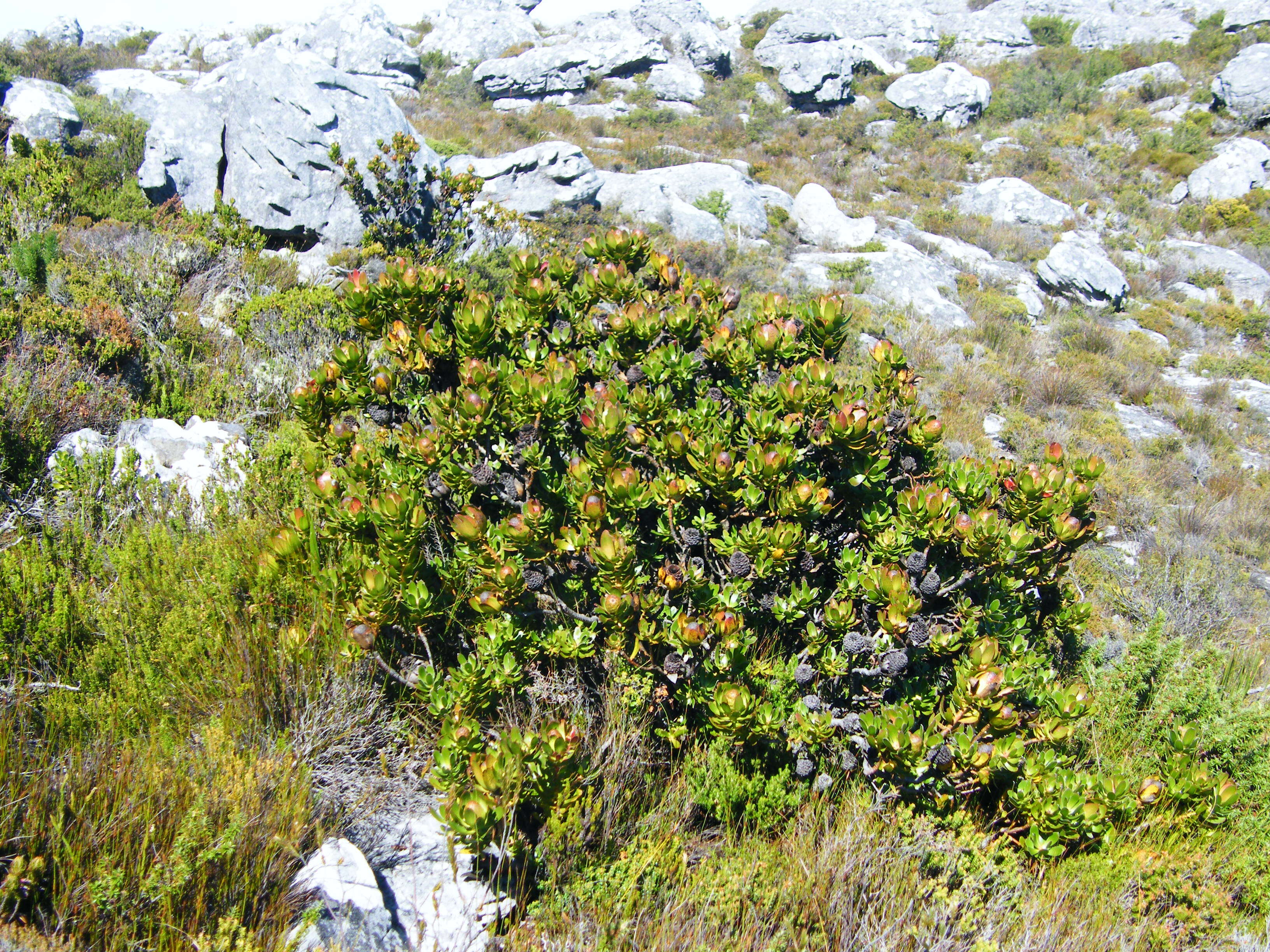 Image of Peninsula Conebush