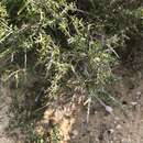 Imagem de Castela erecta subsp. texana (Torr. & A. Gray) Cronquist