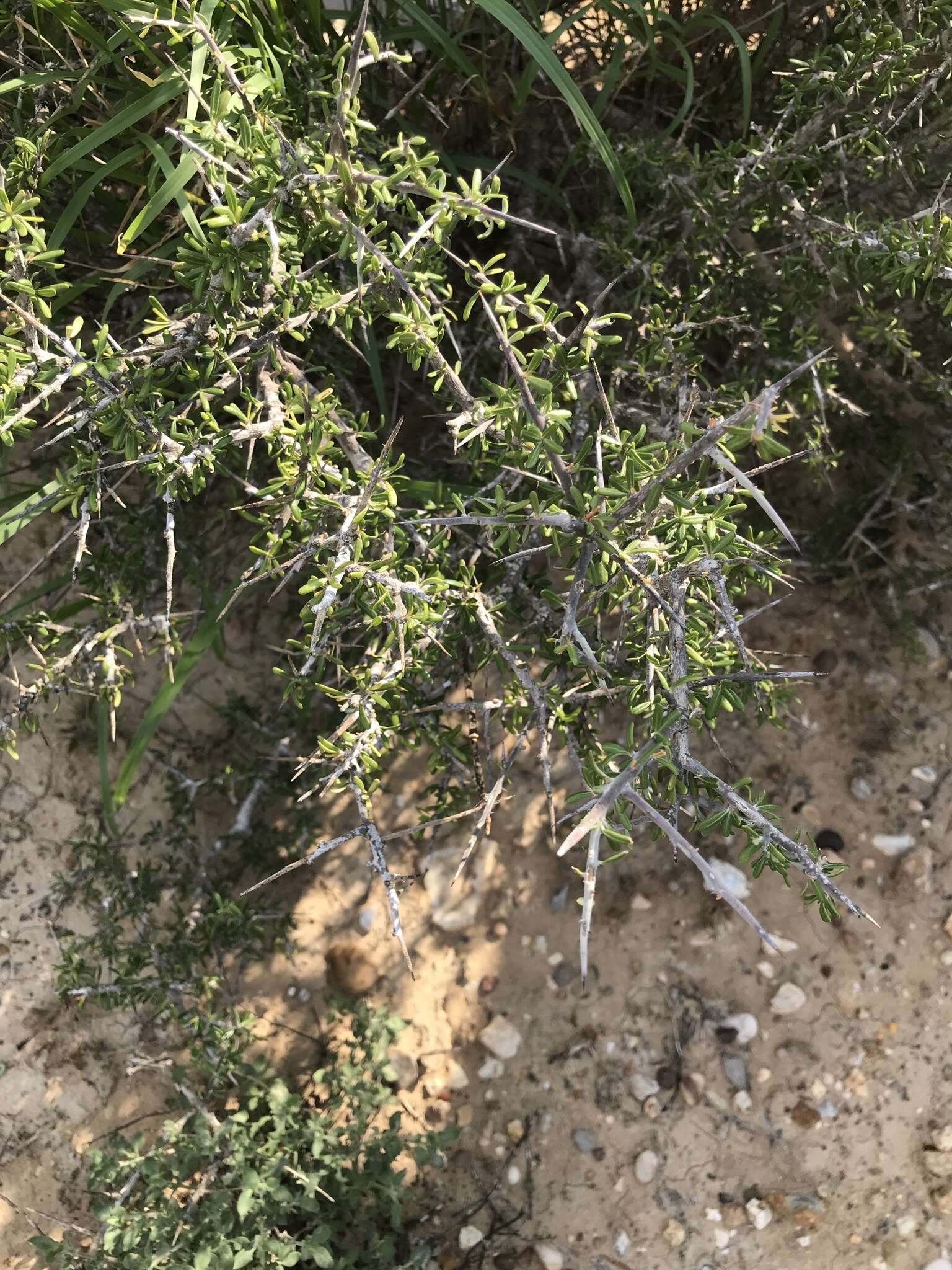 Image of Texan goatbush