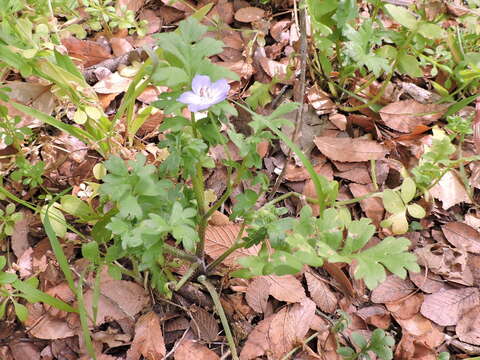 صورة Nemophila phacelioides Barton