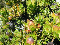 Plancia ëd Leucadendron strobilinum (L.) Druce