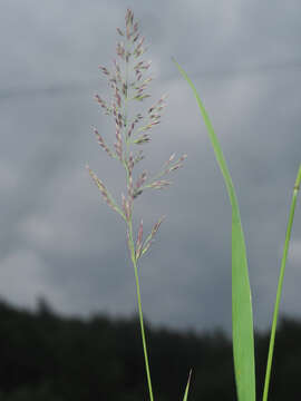 Image of Calamagrostis varia (Schrad.) Host