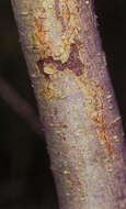 Imagem de Salix amygdaloides Anderss.