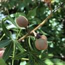 Imagem de Aesculus glabra var. arguta (Raf.) B. L. Robins.