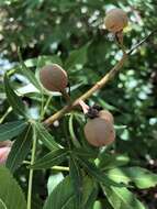 Image de Aesculus glabra var. arguta (Raf.) B. L. Robins.