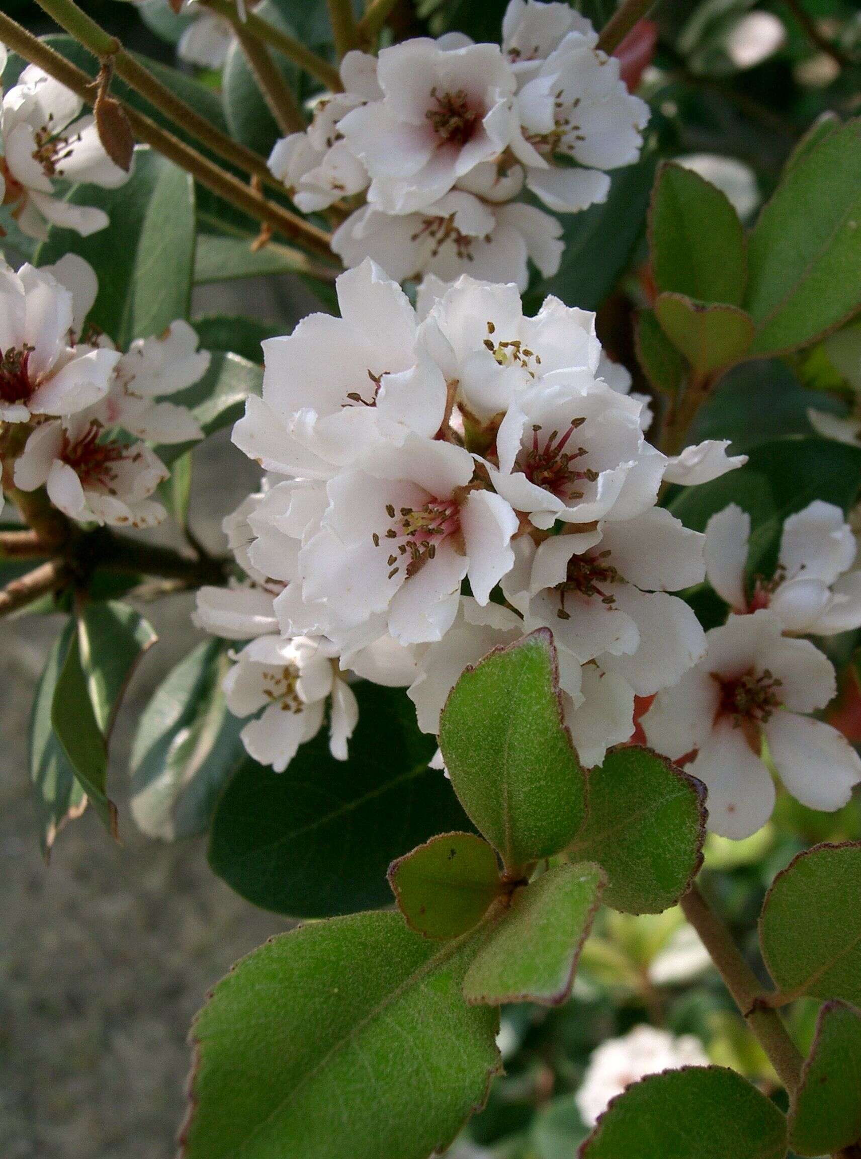 Sivun Rhaphiolepis indica var. umbellata (Thunb. ex Murray) H. Ohashi kuva