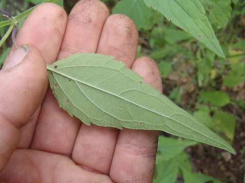 Imagem de Salvia amissa Epling