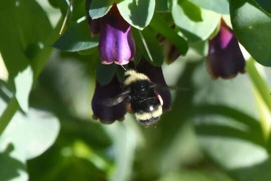 Слика од Bombus vandykei (Frison 1927)