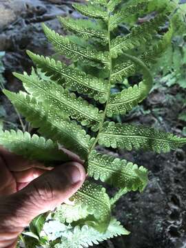 Image of Rough-Hairy Waterfall Fern