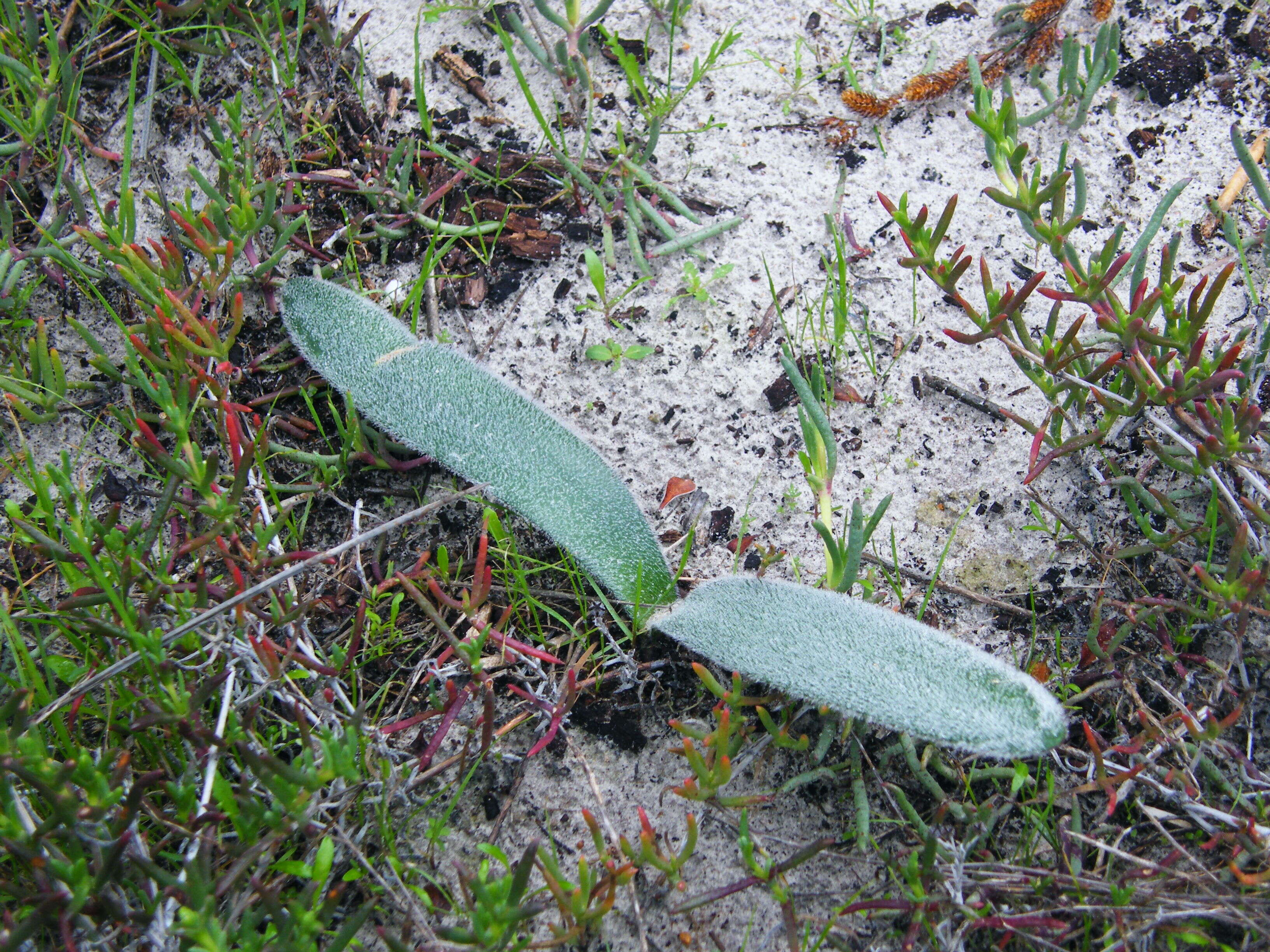 Imagem de Haemanthus pubescens L. fil.