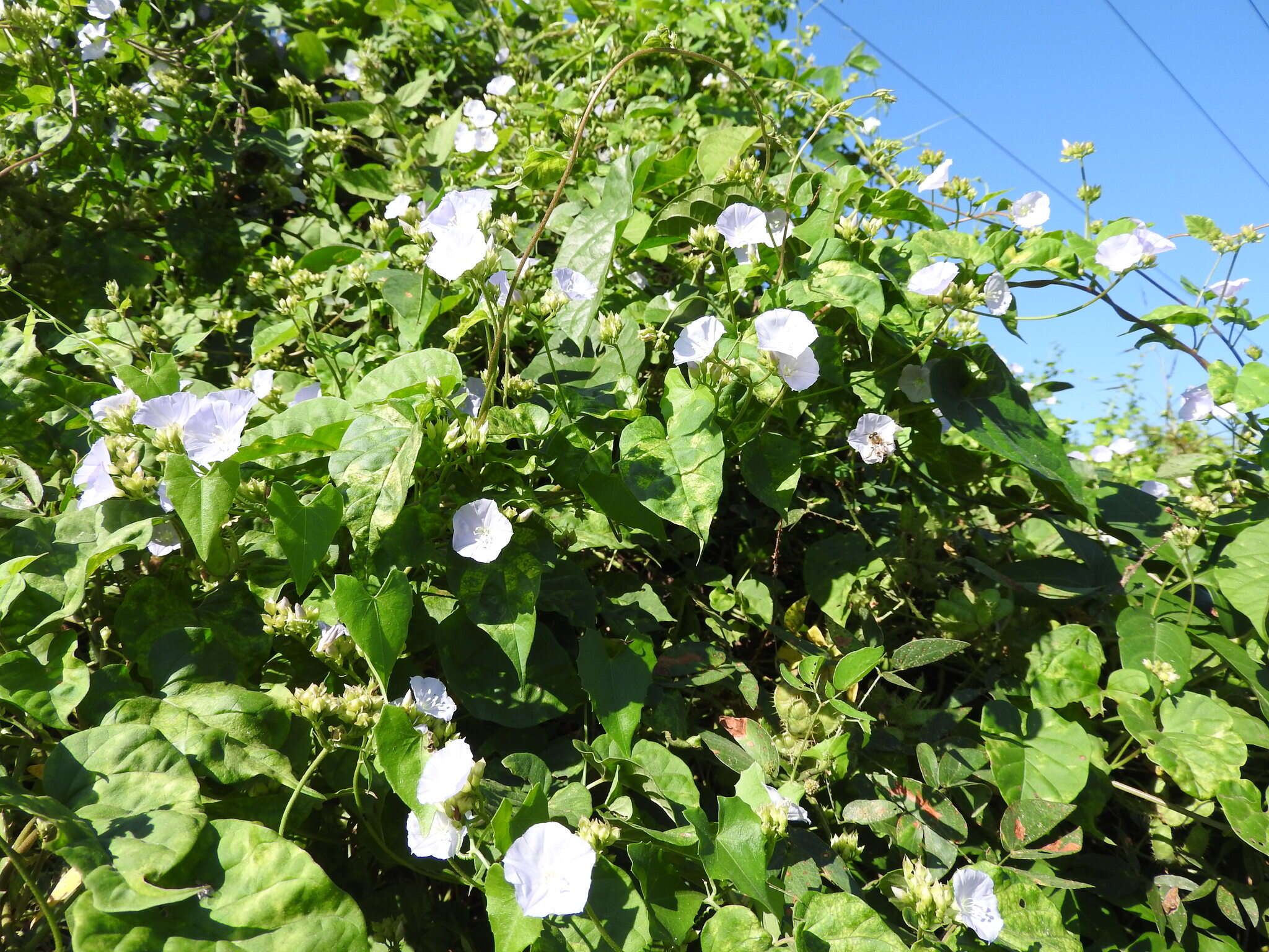 Sivun Jacquemontia oaxacana (Meisn.) Hall. fil. kuva