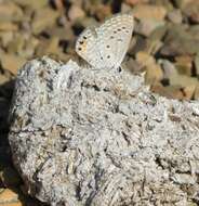 Image of Grass jewel