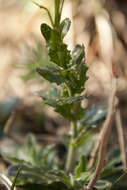 Arabis collina Ten.的圖片