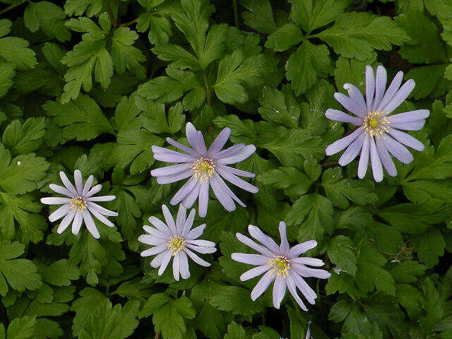 Image of blue anemone