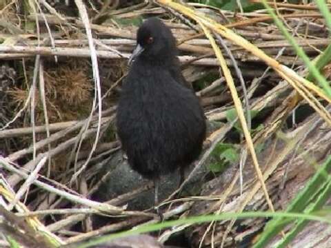 Image of Inaccessible Island Rail