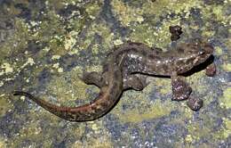 Image of Flat-headed Salamander