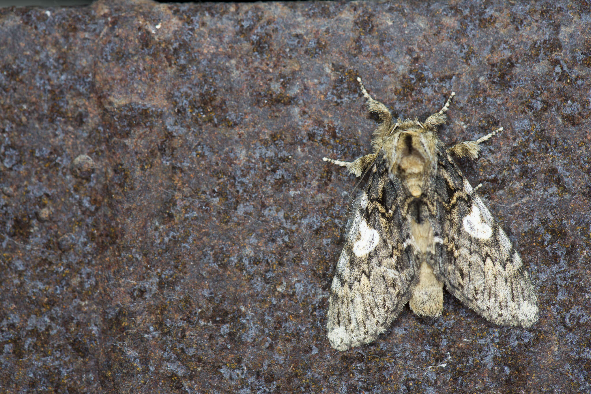 Image of Rachiades lichenicolor Oberthür 1911