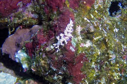 Image of Beautiful red-ring pastel slug