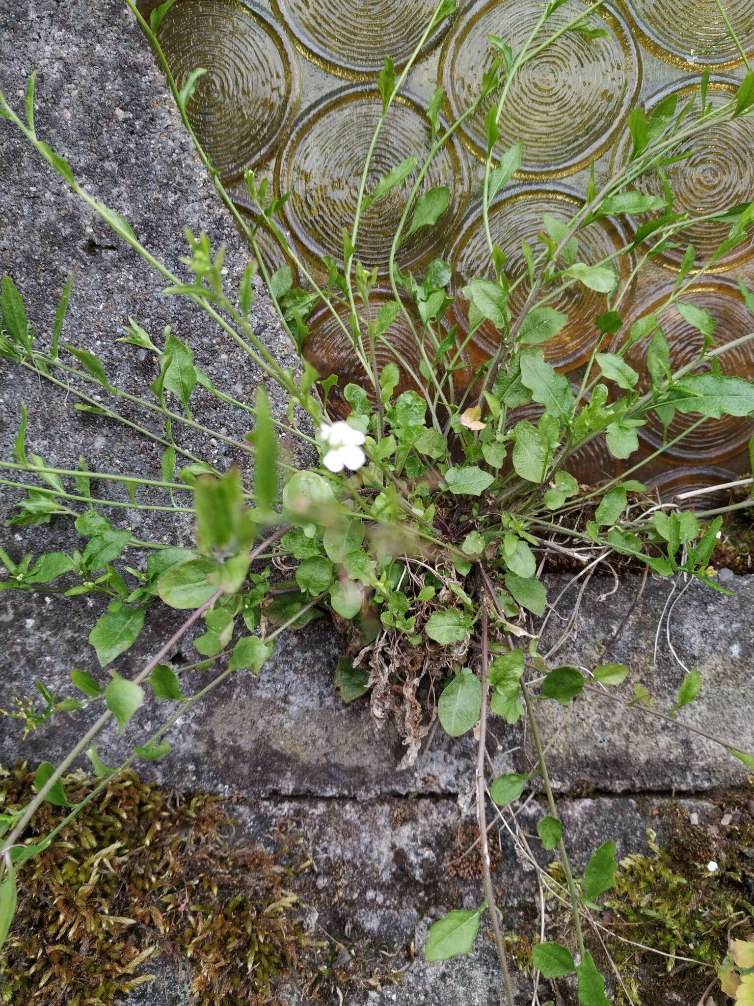 Plancia ëd Arabidopsis halleri (L.) O'Kane & Al-Shehbaz