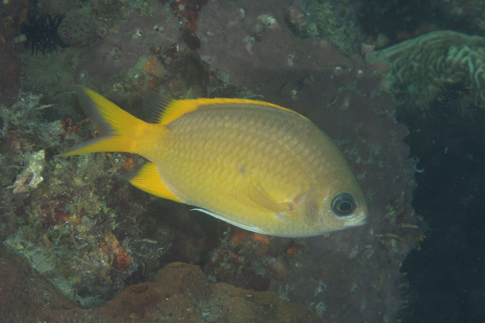 Image de Chromis analis (Cuvier 1830)