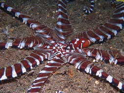 Image de Wunderpus Hochberg, Norman & Finn 2006